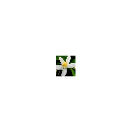 PERFUMY DAMSKIE YODEYMA POETIC 50 ML