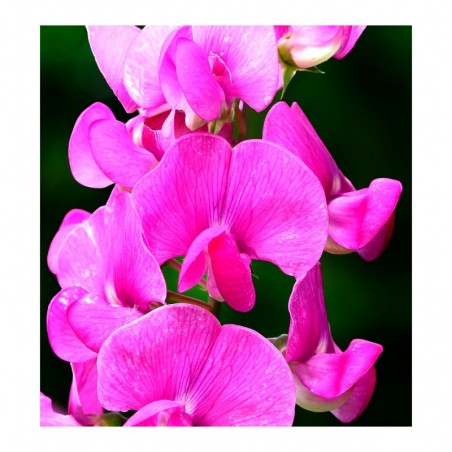 PERFUMY DAMSKIE YODEYMA POETIC 50 ML