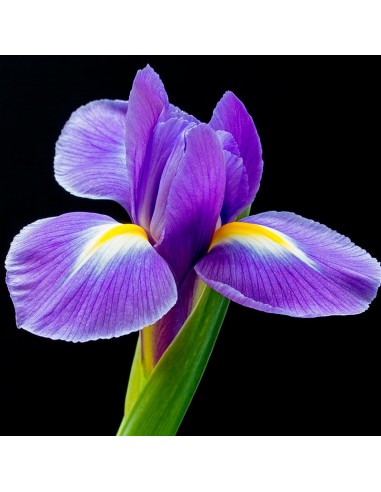 PERFUMY YODEYMA CELEBRITY WOMAN 50 ML