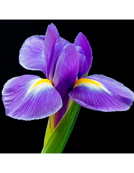 PERFUMY YODEYMA CELEBRITY WOMAN 50 ML