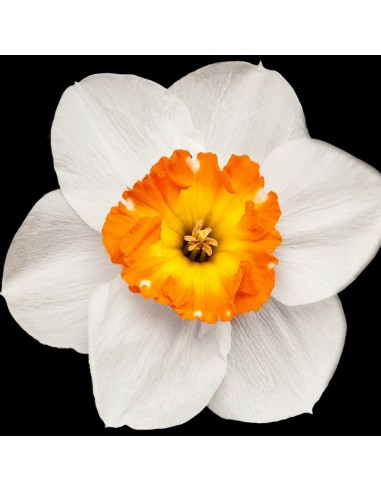 Perfumy Męskie YODEYMA Houston 50 ML