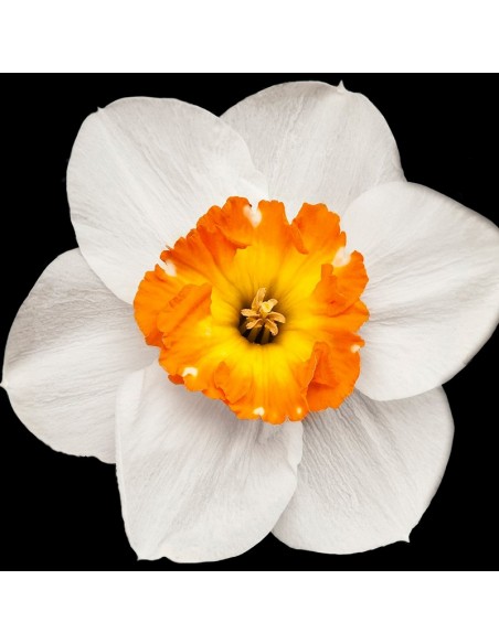 Perfumy Męskie YODEYMA Houston 50 ML