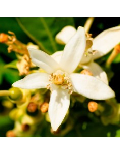 Perfumy damskie YODEYMA Lis 15 ML 2