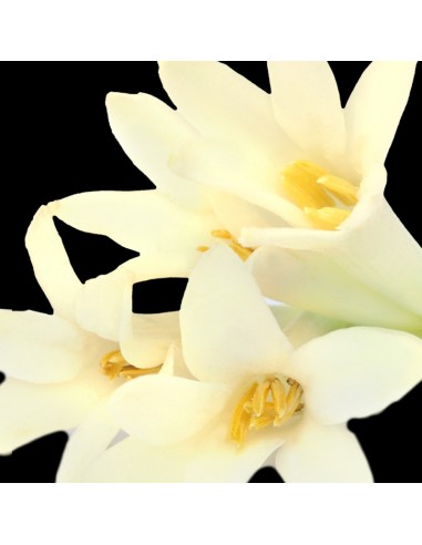 Perfumy damskie YODEYMA Lis 15 ML