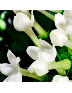 Perfumy damskie YODEYMA Boreal 15 ML 2